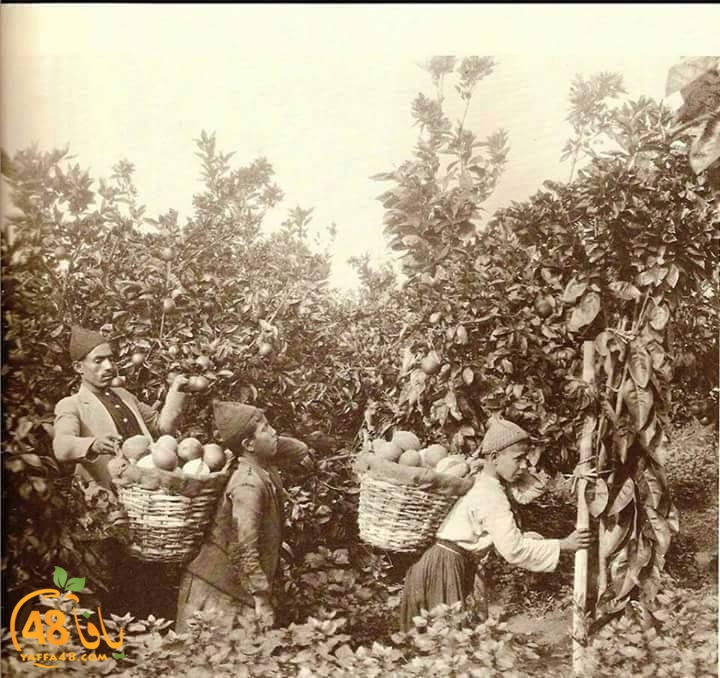 jaffa orangeej (2).jpg